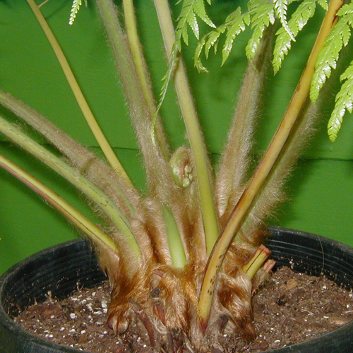 Cibotium schiedei (  Mexican Tree Fern)